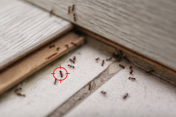 Best Pest Inspection Near Me  in Hughestown, PA