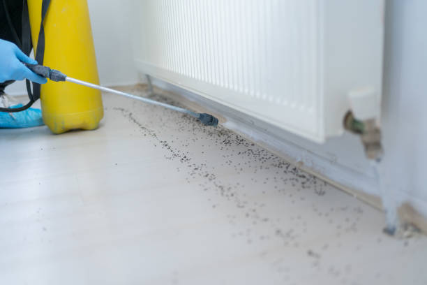 Best Flea Control Services  in Hughestown, PA